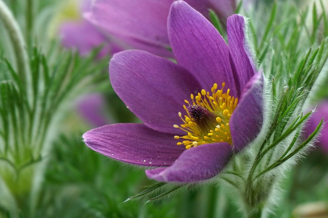 Những cặp vợ chồng có con giáp này nhiều phúc khí, con cái thành đạt - Hình 2 Nhung cap vo chong co con giap nay nhieu phuc khi, con cai thanh dat-Hinh-2