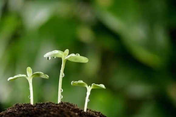 Thu ma ban khong the mua duoc cho du ban co giau den dau-Hinh-2