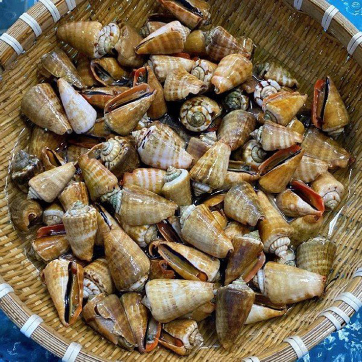 Loài ốc này mang chân rất dài, thay vì bò như các loại ốc khác, chúng với thể nhảy lên trên mặt đất nên được gọi là ốc nhảy.