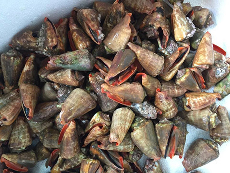 Có rất nhiều loại ốc nhảy như: ốc nhảy trắng, ốc nhảy đỏ, ốc nhảy dài, ốc nhảy cày… Trong các loại ốc nhảy, ốc nhảy đỏ có mùi vị thơm ngon đặc trưng hơn cả.