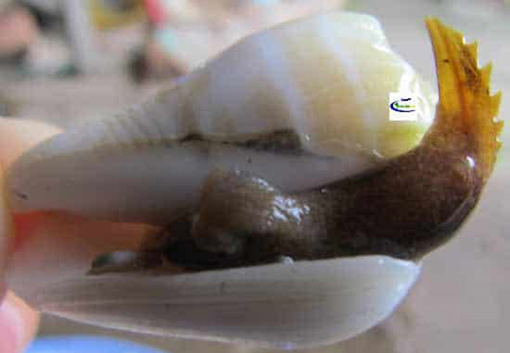 5-7 năm trước, loài này sinh sản dày đặc, có hộ dân mỗi ngày khai thác được cả tạ ốc, thu nhập từ 500.000 đến 1 triệu đồng