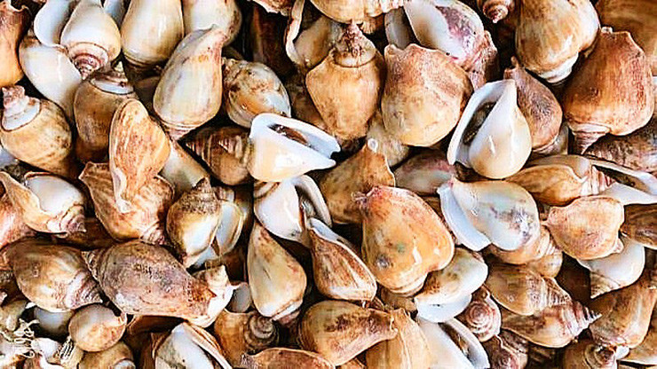 Ốc khiêu vũ còn có tên gọi khác là ốc nhảy