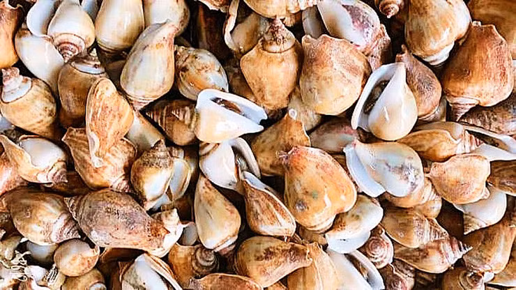 Ốc khiêu vũ còn có tên gọi khác là ốc nhảy