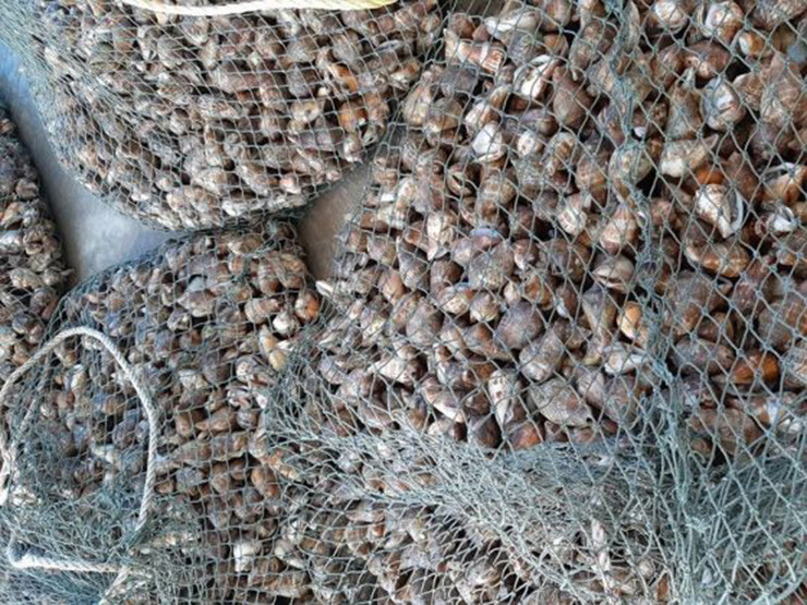 Trên thị trường, ốc nhảy đỏ có giá 250.000/kg, ốc nhảy trắng có giá 310.000/kg