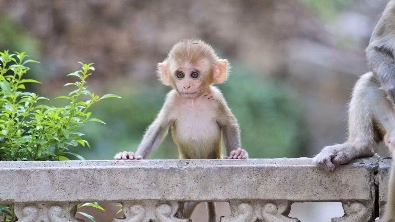 Nhung con giap xung danh 