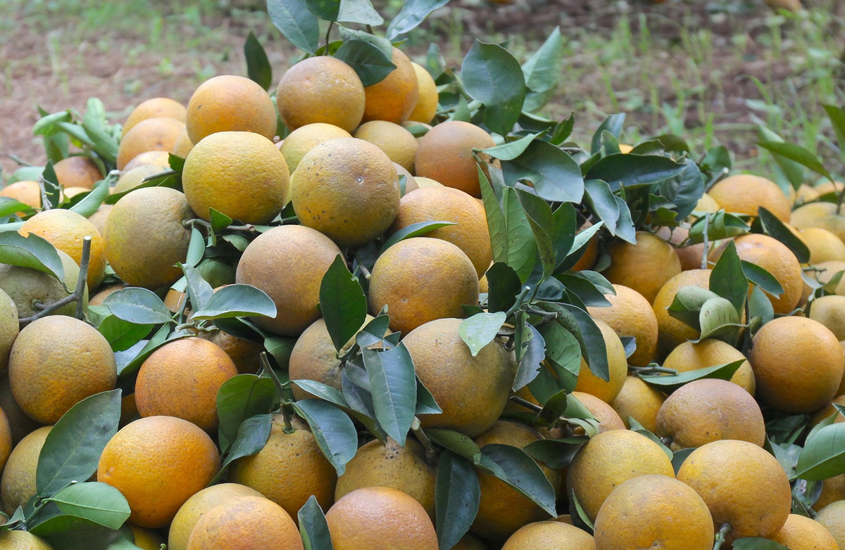 Làng hương 300 năm tuổi tất bật vào Tết Nguyên Đán - Hình 10 Lang huong 300 nam tuoi tat bat vao Tet Nguyen Dan-Hinh-10