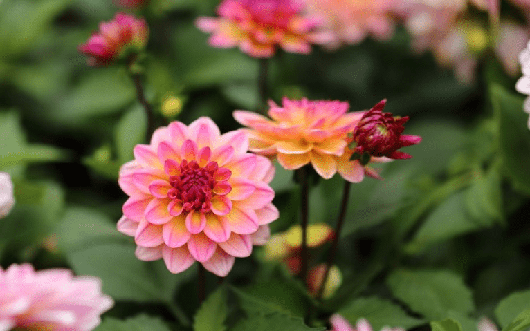 Sinh thang Am lich nay, nua dau nam 2022 chuyen rui hoa lanh-Hinh-4