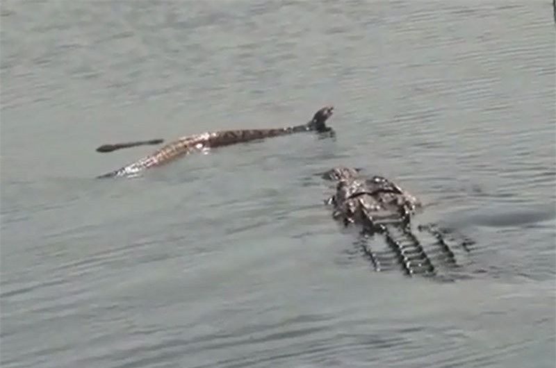 Cá sấu “xơi tái” rắn độc khổng lồ ảnh 1 Cá sấu “xơi tái” rắn độc khổng lồ ảnh 1