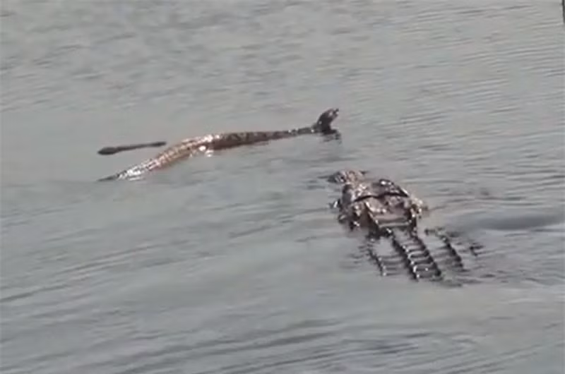 Cá sấu “xơi tái” rắn độc khổng lồ ảnh 1