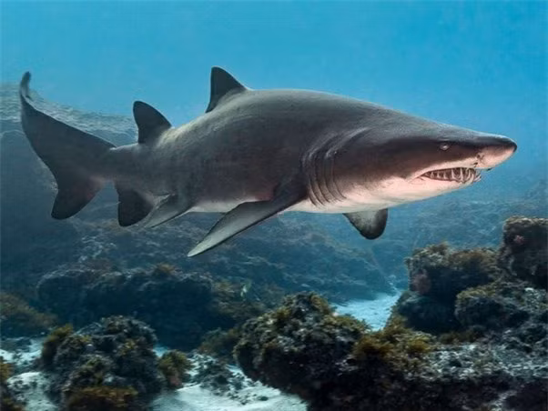 Cá mập "khủng" bơi tới gần nhóm thợ lặn để "cầu cứu" ảnh 1