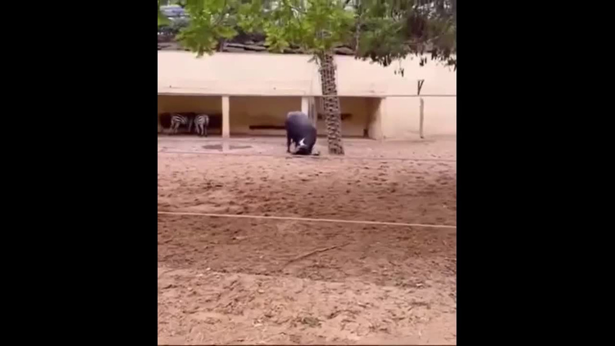 Trau tot bung dung sung giai cuu rua bi lat ngua va cai ket