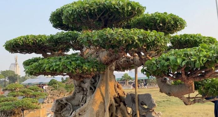 Tác phẩm “Thần Kim Quy" ngay từ khi được chọn gốc để tạo tác thì đã có hàng trăm năm tuổi. Sau đó, trải qua hàng chục năm tạo tác thì mới hình thành được tác phẩm hoàn thiện như ngày nay.