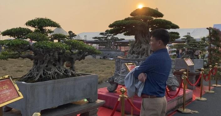 Cây sanh cổ giá trị không chỉ khiến khán giả xem triển lãm trầm trồ mà còn khiến dân mạng xuýt xoa không ngớt vì độ tinh tế, kỳ công và giá trị vô cùng đắt đỏ.