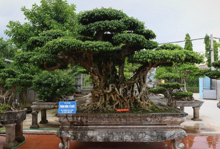 Đây không phải lần đầu những chậu sanh cổ được định giá rất cao. Năm 2021, tại Thường Tín (Hà Nội), tác phẩm sanh cổ "Thành đồng tổ quốc" của 1 nghệ nhân khá có tiếng từng được hỏi mua với giá 1,5 triệu USD (khoảng 34,5 tỷ đồng). Tuy nhiên, lúc đó chủ cây từ chối vì cho rằng phải 2 triệu USD (khoảng 46 tỷ đồng) mới xứng. Trong làng cảnh cũng nhiều lần xôn xao về các giao dịch cây cảnh thuộc hàng đắt đỏ nhưng thực hư các giao dịch này vẫn là bỏ ngỏ. Ảnh: Tri thức trực tuyến, VTC News, Cafef