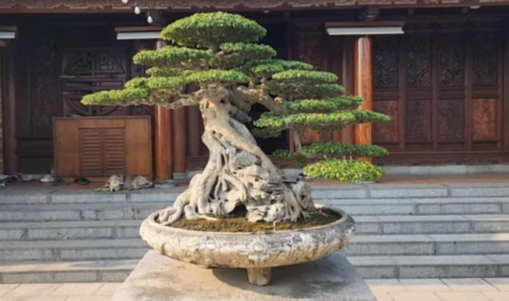 Trước đó, dân mạng cũng xôn xao trước tác phẩm sanh cổ "Huyền phượng vũ" từng được chủ cũ mua lại với giá 4 triệu, nhiều năm sau có tin bán lại cho một thanh niên trẻ ở Phú Thọ. Giá trị của cây lên tới 35 tỷ đồng. Cây sanh có bộ rễ ôm trọn phiến đá cổ giống như những chiếc móng vững chắc. Thân cây uốn lượn uyển chuyển, tán cành bay nhẹ khá đẹp mắt.