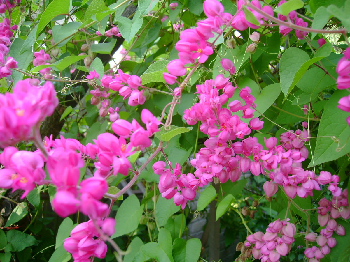 Nửa sau tháng 8, 3 con giáp có căn phú quý, đụng đâu cũng ra tiền - Hình 2 Nua sau thang 8, 3 con giap co can phu quy, dung dau cung ra tien-Hinh-2