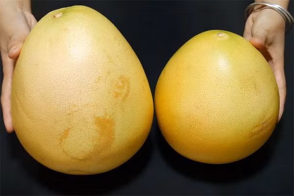 Mua buoi nen chon qua nhon hay tron la ngon nhat?