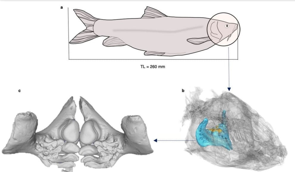 780 nghin nam truoc ca da duoc nau o Israel nhu the nao?-Hinh-2