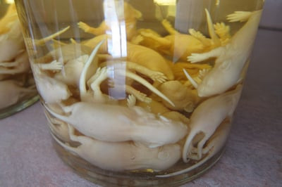 2. Rượu Baby Mice - Trung Quốc, Hàn Quốc: Rượu Baby Mice được tạo ra bằng cách ngâm chuột con trong rượu gạo, để lên men. Những con chuột con được chọn khi sinh ra không quá 72 giờ, chưa mở mắt và không có một sợi lông nào trên cơ thể. Thời gian lên men trung bình từ 12-14 tháng.