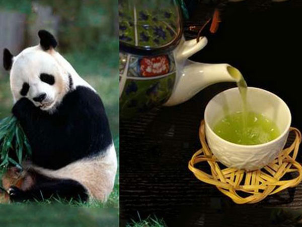 6. Panda Dung Tea - Trung Quốc: Loại trà xanh này sản xuất ở vùng núi Tứ Xuyên, Trung Quốc và được bón bằng hàng tấn phân từ những con gấu trúc sống tại trung tâm nhân giống gần đó. Chuyên gia về động vật hoang dã An Yanshi thích kiểu bón phân này vì nó giàu chất xơ và chất dinh dưỡng từ tre, thức ăn chính của gấu. Hệ tiêu hóa kém của loài gấu này khiến phân chứa nhiều vitamin và khoáng chất vì cơ thể chỉ hấp thụ khoảng 30% lượng chúng ăn vào.