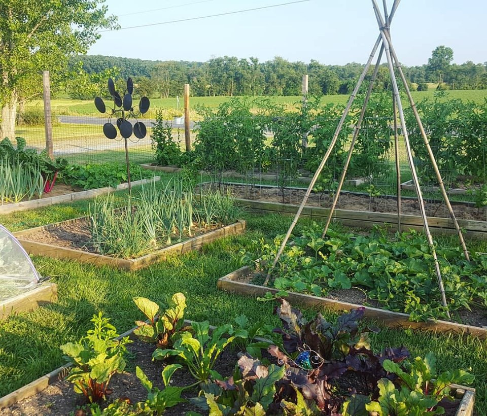 Cô gái nghỉ việc, về quê sở hữu khu vườn đầy rau củ Co gai nghi viec, ve que so huu khu vuon day rau cu