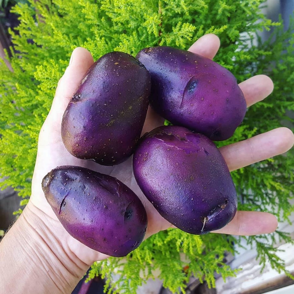 Cô gái nghỉ việc, về quê sở hữu khu vườn đầy rau củ - Hình 9 Co gai nghi viec, ve que so huu khu vuon day rau cu-Hinh-9