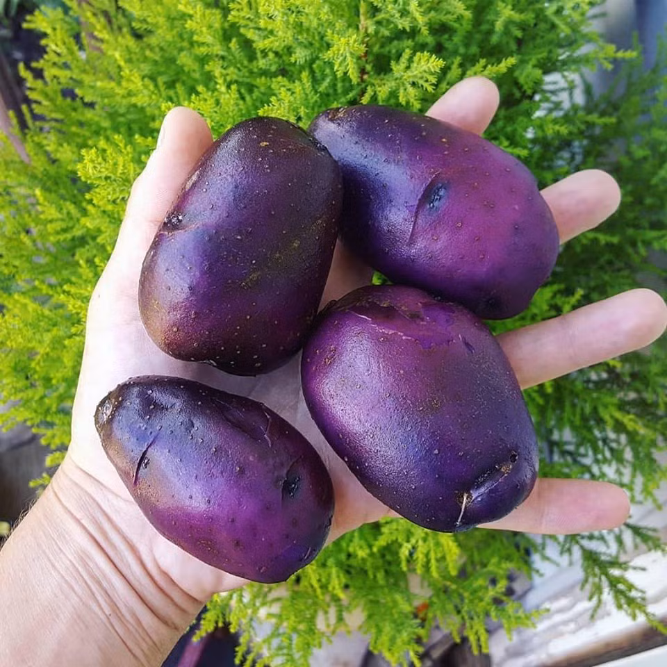 Co gai nghi viec, ve que so huu khu vuon day rau cu-Hinh-9