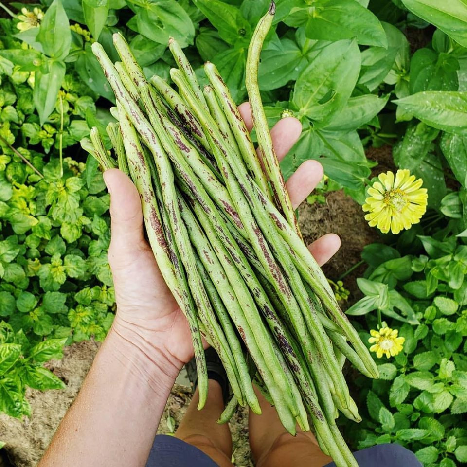 Cô gái nghỉ việc, về quê sở hữu khu vườn đầy rau củ - Hình 6 Co gai nghi viec, ve que so huu khu vuon day rau cu-Hinh-6