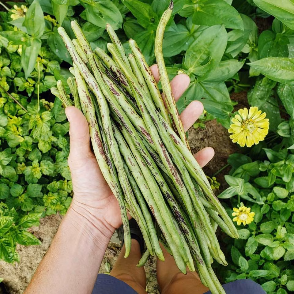 Co gai nghi viec, ve que so huu khu vuon day rau cu-Hinh-6