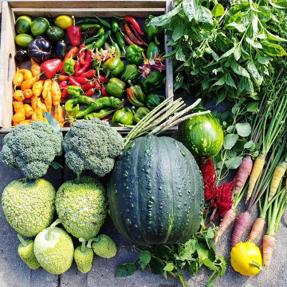 Cô gái nghỉ việc, về quê sở hữu khu vườn đầy rau củ - Hình 2 Co gai nghi viec, ve que so huu khu vuon day rau cu-Hinh-2