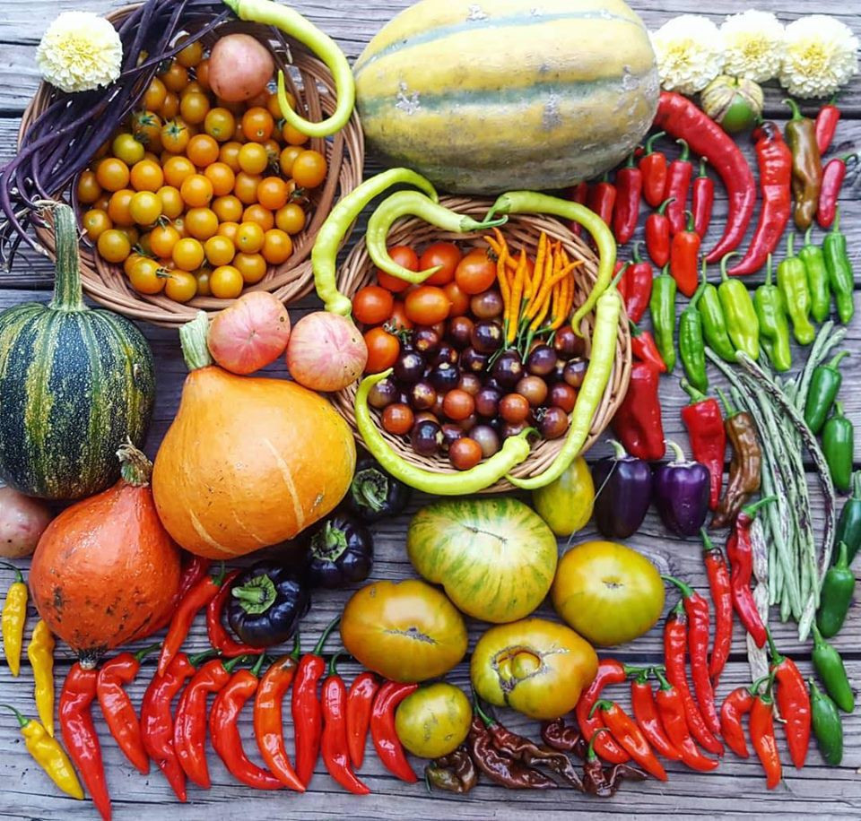 Cô gái nghỉ việc, về quê sở hữu khu vườn đầy rau củ - Hình 3 Co gai nghi viec, ve que so huu khu vuon day rau cu-Hinh-3