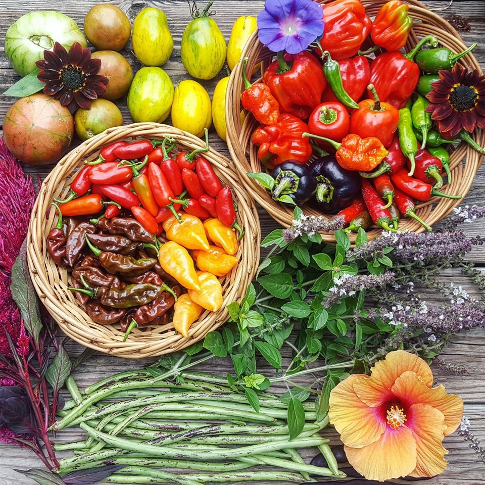 Cô gái nghỉ việc, về quê sở hữu khu vườn đầy rau củ - Hình 5 Co gai nghi viec, ve que so huu khu vuon day rau cu-Hinh-5