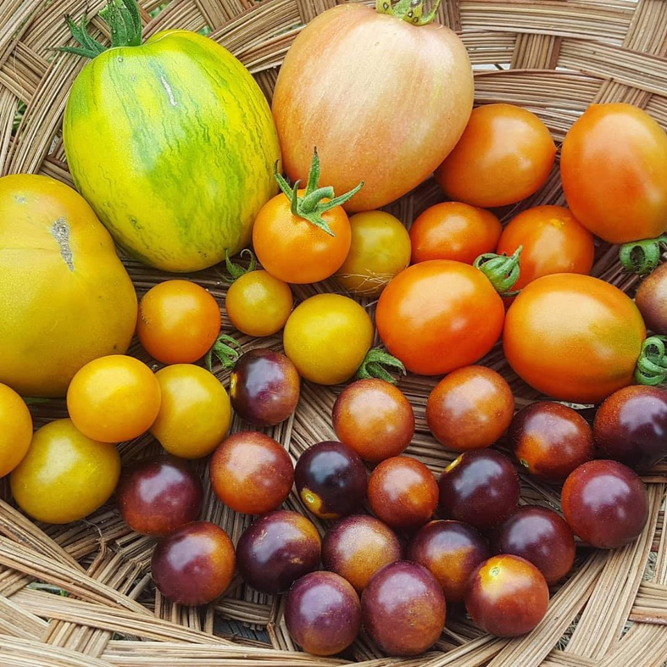 Cô gái nghỉ việc, về quê sở hữu khu vườn đầy rau củ - Hình 7 Co gai nghi viec, ve que so huu khu vuon day rau cu-Hinh-7