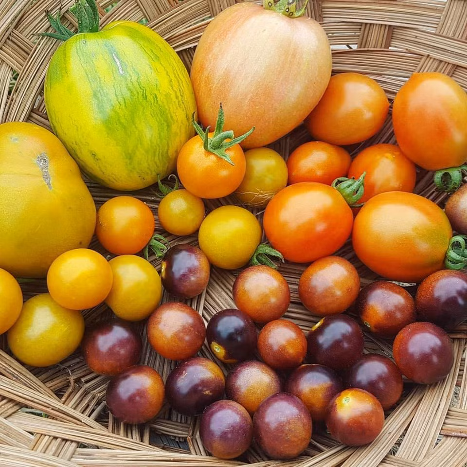 Co gai nghi viec, ve que so huu khu vuon day rau cu-Hinh-7