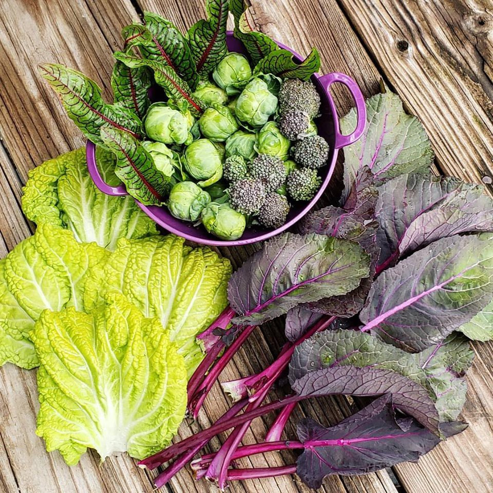 Cô gái nghỉ việc, về quê sở hữu khu vườn đầy rau củ - Hình 4 Co gai nghi viec, ve que so huu khu vuon day rau cu-Hinh-4