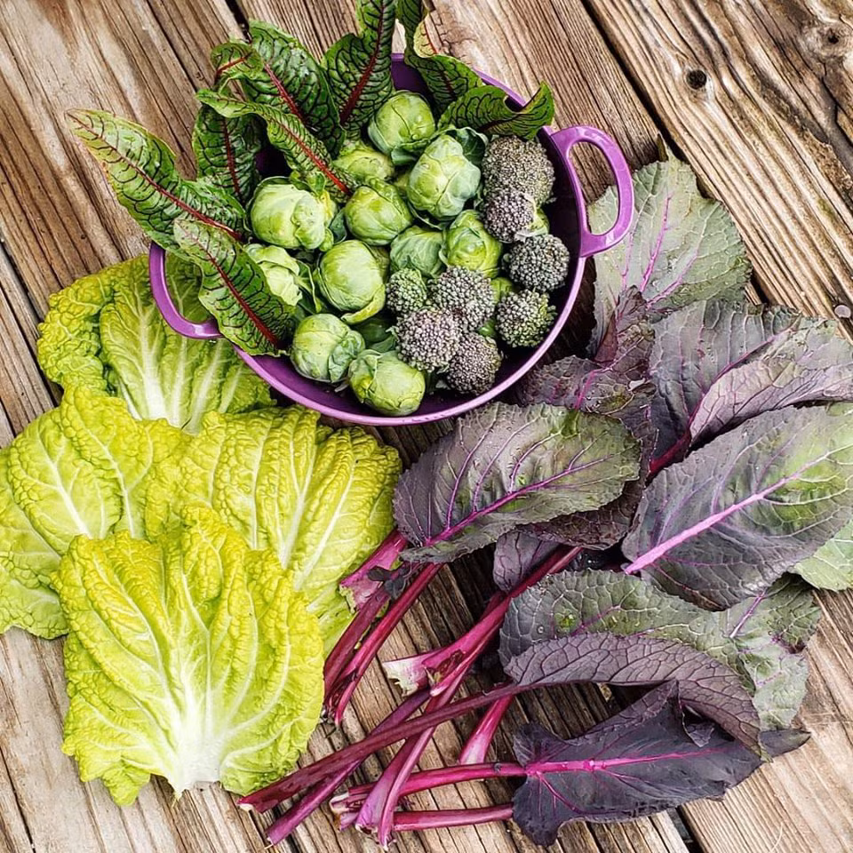 Co gai nghi viec, ve que so huu khu vuon day rau cu-Hinh-4