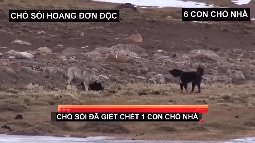 Chó sói đơn độc chiến 6 chó nhà và cái kết "chưa từng thấy" Cho soi don doc chien 6 cho nha va cai ket