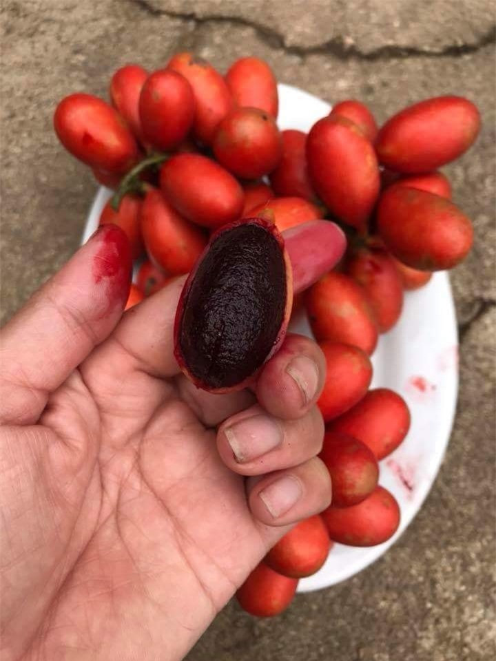 Quả dại kỳ lạ ở Việt Nam: Nhựa chảy đỏ tươi như máu người ảnh 4 Quả dại kỳ lạ ở Việt Nam: Nhựa chảy đỏ tươi như máu người ảnh 4