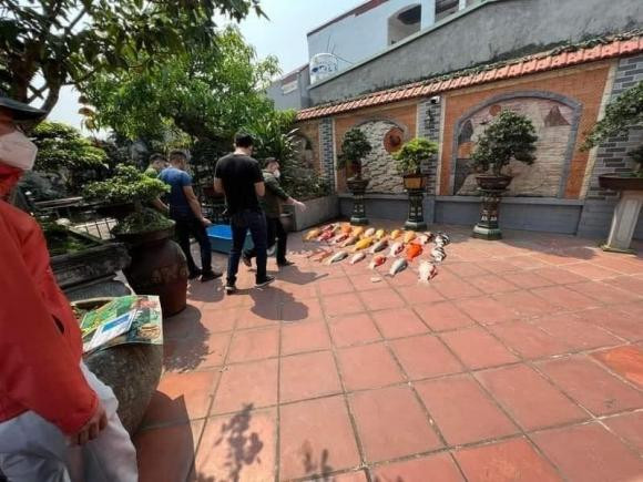 Dan ca Koi gan ty dong chet ngua bung chi sau mot dem-Hinh-3