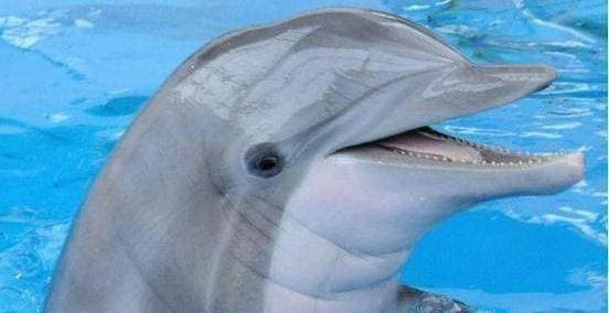 Tai sao ca heo bi goi la bien thai?-Hinh-4