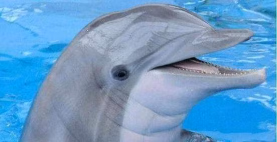 Tai sao ca heo bi goi la bien thai?-Hinh-4