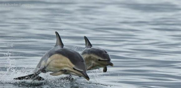 Tai sao ca heo bi goi la bien thai?