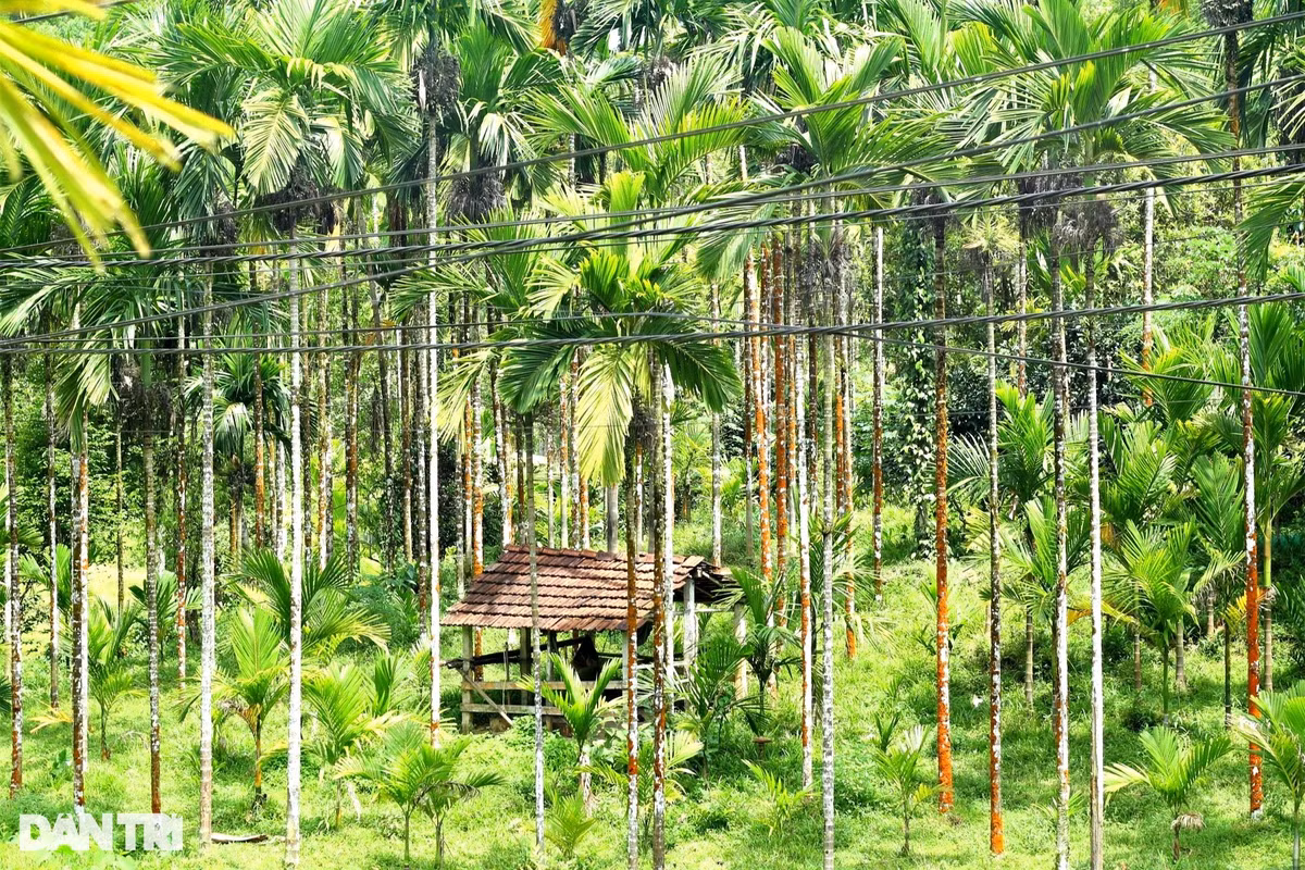 Trong cau kin doi nong dan dem tien deu tay