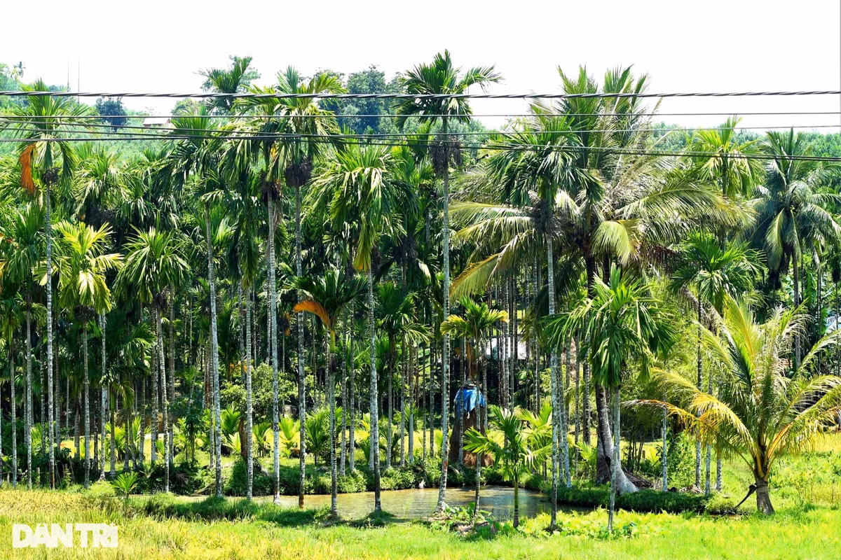 Trong cau kin doi nong dan dem tien deu tay-Hinh-3