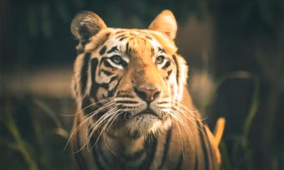 Tuổi Dần. Tuổi Dần đại diện cho những người quyền lực, mạnh mẽ, năng động trong cuộc sống. Họ thích những công việc mạo hiểm, đem đến vinh quanh, thành công rực rỡ cho mình.