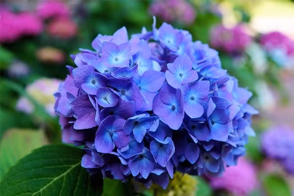 Nguoi co gio sinh nay, tien bac day kho, hon nhan vien man-Hinh-3