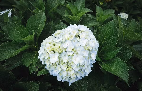 Nguoi co gio sinh nay, tien bac day kho, hon nhan vien man