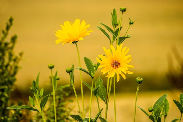 4 con giap may man thoat ngheo trong nam moi Nham Dan-Hinh-2