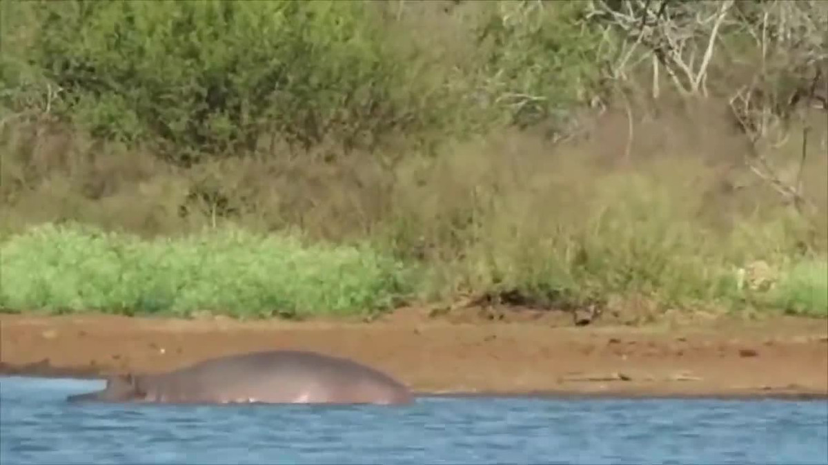 Lon buou phi het toc luc, tron su tu va cai ket kho tin