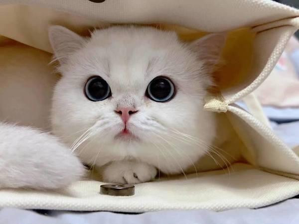 Vận thế hài hòa, sự nghiệp thăng tiến tất cả cũng một phần nhờ chính những phúc đức mà họ gom góp lại. Ở chỗ làm, cần chú ý nắm bắt các cơ hội vàng mười, đối nhân xử thế khéo léo, hài hòa. Cẩn trọng tránh kẻ tiểu nhân hãm hại và luôn nêu cao tinh thần cảnh giác.